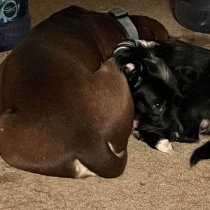 Meet your Posher, Rose